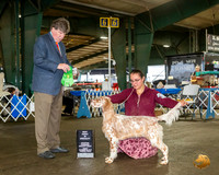 English Setter #8 Fri BPuppy Judge Charles Olvis