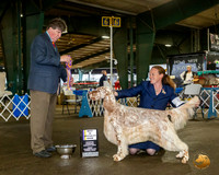English Setter #9 Fri BISS Judge Charles Olvis