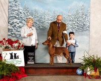 German Pinscher #5 Fri G4 Judge Judith Brown