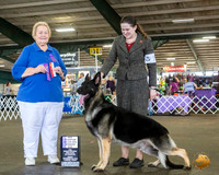German Shepherd Dog #15 BOS WB NCh Judge Carol Smith
