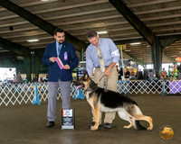 German Shepherd Dog #16 Fri BOS Maj Judge JOAO MACHADO