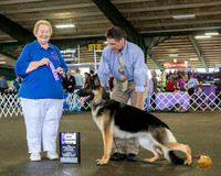 German Shepherd Dog #16 Fri WB Maj Judge Carol Smith