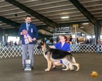 German Shepherd Dog #27 Fri BISS Judge JOAO MACHADO