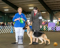 German Shepherd Dog #6 Fri RBISS Bpuppy Judge Carol Smith