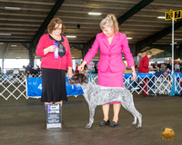German Shorthaired Pointer #15 Fri Maj WD Judge Elizabeth Muthard