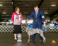 German Shorthaired Pointer #8 Fri BOB Judge Elizabeth Muthard