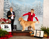 Golden Retriever #11 Fri BOSweeps Judge Kathy Felix