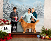 Golden Retriever #26 Fri BOS Maj Judge Ann F YUHASZ