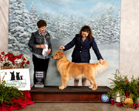 Golden Retriever #30 Fri SB Judge Ann F YUHASZ