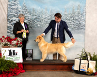 Golden Retriever #70 Fri BISweeps Judge Kathy Felix