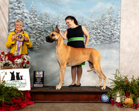 Great Dane #12 Fri BISS Judge Debra L Thornton