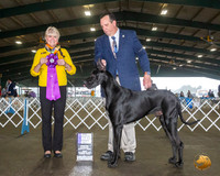 Great Dane #7 Fri WD Maj NCh Judge Debra L Thornton