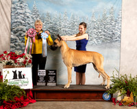 Great Dane #J507 #28 Fri BJr SB Judge Debra L Thornton