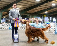 Irish Setter #15 Fri BISS Judge Juan Miranda