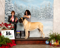 Mastiff #10 Fri BOB OHG1 Judge Diane Collings