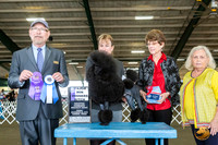 Poodle Mini #7 Fri BOW Judge Tim Robbins