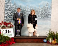 Poodle Miniature #15 Fri BOV  Judge Tim Robbins
