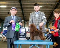 Poodle Miniature #19 Fri WD Maj Judge Tim Robbins