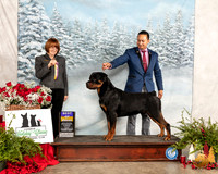 Rottweiler #26 Fri BOB Judge Diane Collings