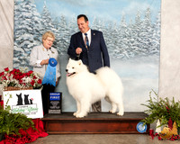 Samoyed #5 Fri G1 Judge Judith Brown