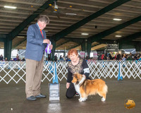 Shetland Sheepdog #18 Fri RBISS Judge Charles Olvis