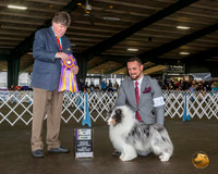 Shetland Sheepdog #21 Fri BISS Judge Charles Olvis