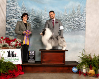 Shetland Sheepdog #21 Fri BISS Judge Danelle Brown