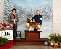 Shetland Sheepdog #24 Fri BOS Judge Danelle Brown