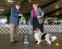 Shetland Sheepdog #30 Fri Best Puppy Judge Charles Olvis