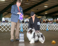 Shetland Sheepdog #9 Fri BOW Maj NCh Judge Charles Olvis