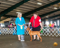 Vizlsa #21 Fri BISweeps Judge TERRI LYNN BURROWS