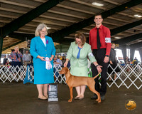 Vizsla #10 Fri BOS Judge TERRI LYNN BURROWS