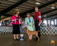Vizsla #14 Fri BOS Maj BOW Judge Elzabeth Muthard