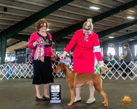 Vizsla #17 Fri BISS Judge Elizabeth Muthard