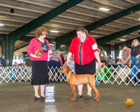 Vizsla #21 Fri WD Maj Judge Elizabeth Muthard