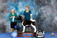 Akita #9 WED WD BOW Judge Alisa Brotherhood