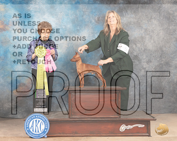 MiniatuRBISre Pinscher #5 Fri OHRBIS Judge Pat Trotter-MMJ_3387-Addison2022-HR3
