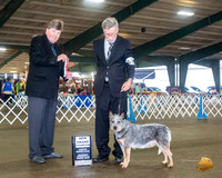 Australian Cattle Dog #20 Sat BOS Maj NCh Judge Charles Olvis