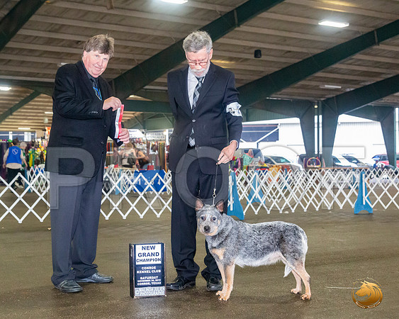 Australian Cattle Dog #20 Sat BOS Maj NCh Judge Charles Olvis__JJ_8014_Conroe2019-HR3