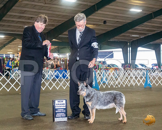 Australian Cattle Dog #20 Sat BOS Maj NCh Judge Charles Olvis__JJ_8015_Conroe2019-HR3