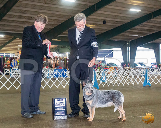 Australian Cattle Dog #20 Sat BOS Maj NCh Judge Charles Olvis__JJ_8016_Conroe2019-HR3