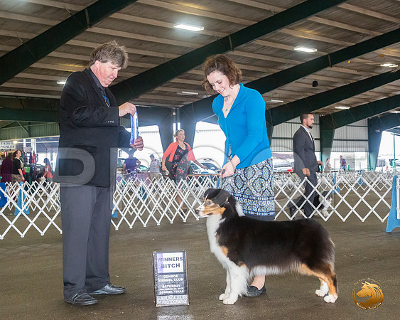 Australian Shepherd #14 Sat WB Judge Charles Olvis__JJ_8023_Conroe2019-HR3