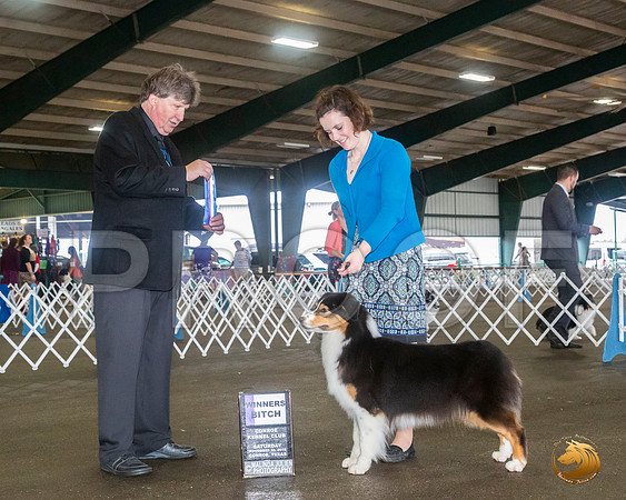 Australian Shepherd #14 Sat WB Judge Charles Olvis__JJ_8024_Conroe2019-HR3