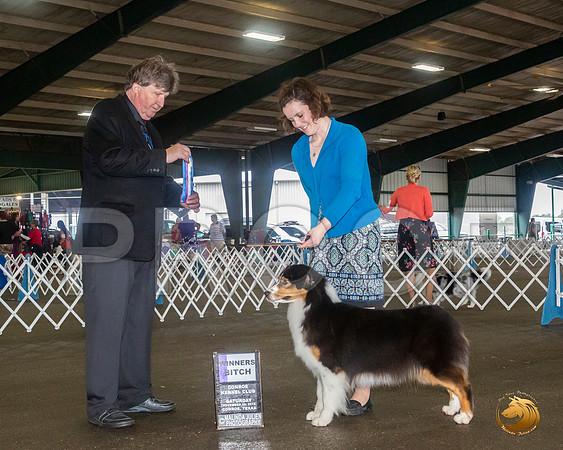 Australian Shepherd #14 Sat WB Judge Charles Olvis__JJ_8026_Conroe2019-HR3