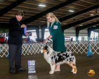 Australian Shepherd #15 Sat WD Maj Judge Charles Olvis