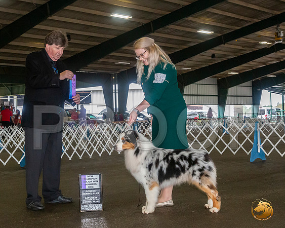 Australian Shepherd #15 Sat WD Maj Judge Charles Olvis__JJ_8029_Conroe2019-HR3