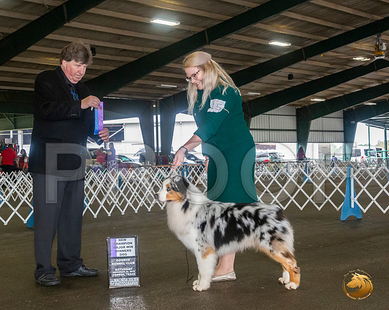 Australian Shepherd #15 Sat WD Maj Judge Charles Olvis__JJ_8030_Conroe2019-HR3