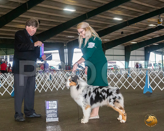 Australian Shepherd #15 Sat WD Maj Judge Charles Olvis__JJ_8031_Conroe2019-HR3