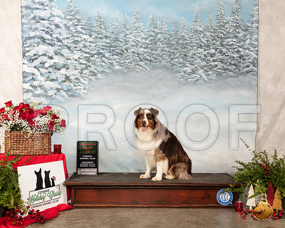 Australian Shepherd #30 Sat CD__SR_4746_Conroe2019-HR3
