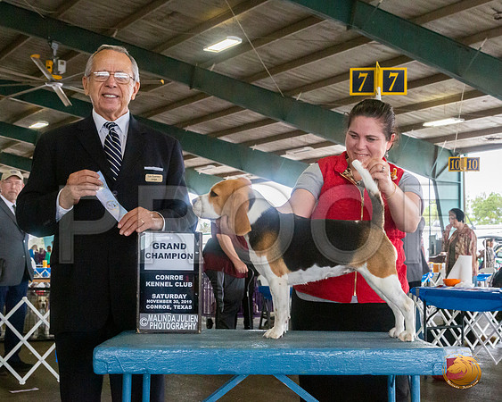 Beagle 15 #18 Sat NGrCh Judge LOU M GUERRERO__JJ_8087_Conroe2019-HR3